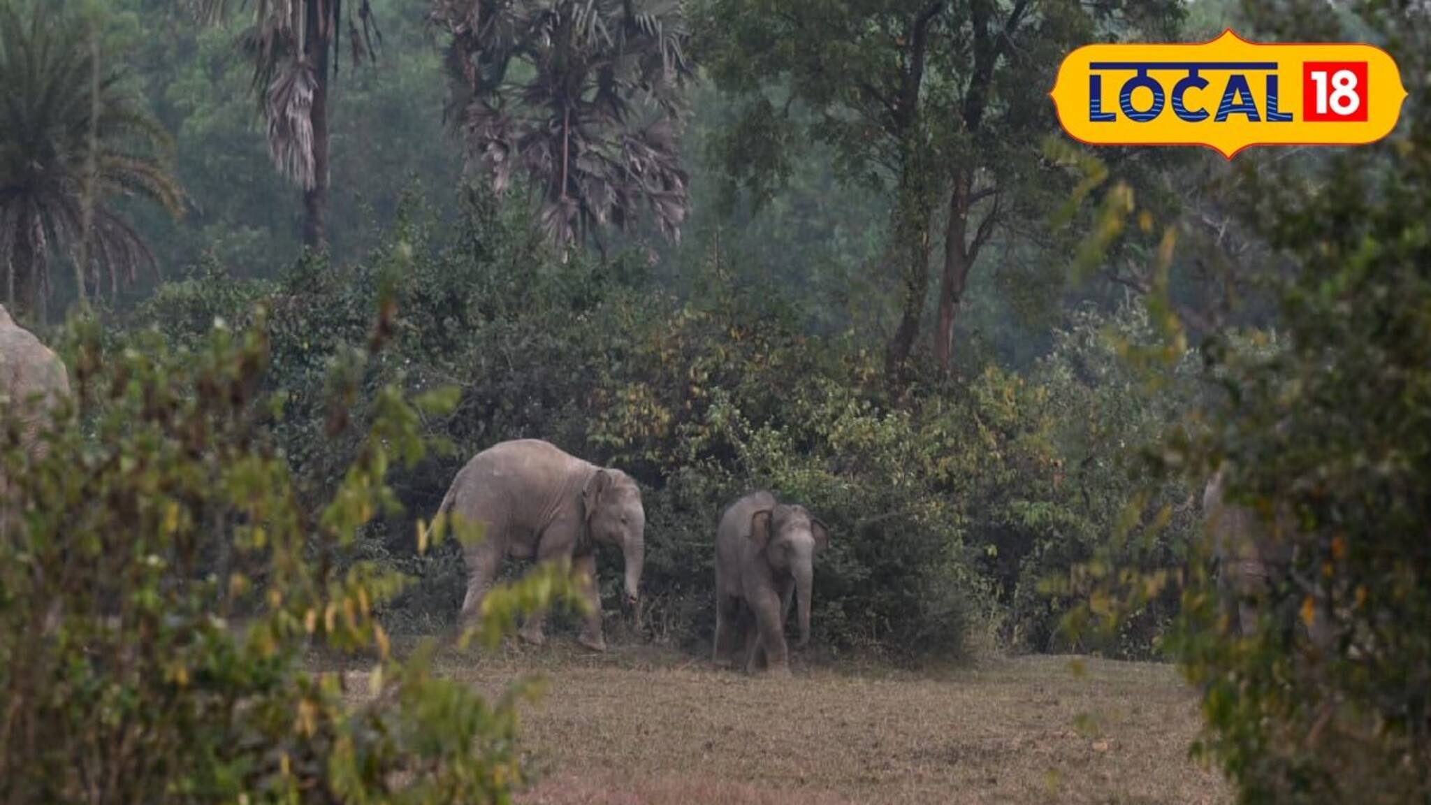 বিরাট স্বস্তি! ৩ শাবক নিয়ে বাঁকুড়া ছাড়ছে দলমার হাতির দল! লক্ষ লক্ষ টাকা ক্ষতিপূরণ ঘোষণা