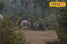 Bankura News: বিরাট স্বস্তি! ৩ শাবক নিয়ে বাঁকুড়া ছাড়ছে দলমার হাতির দল! লক্ষ লক্ষ টাকা ক্ষতিপূরণ ঘোষণা বন দফতরের