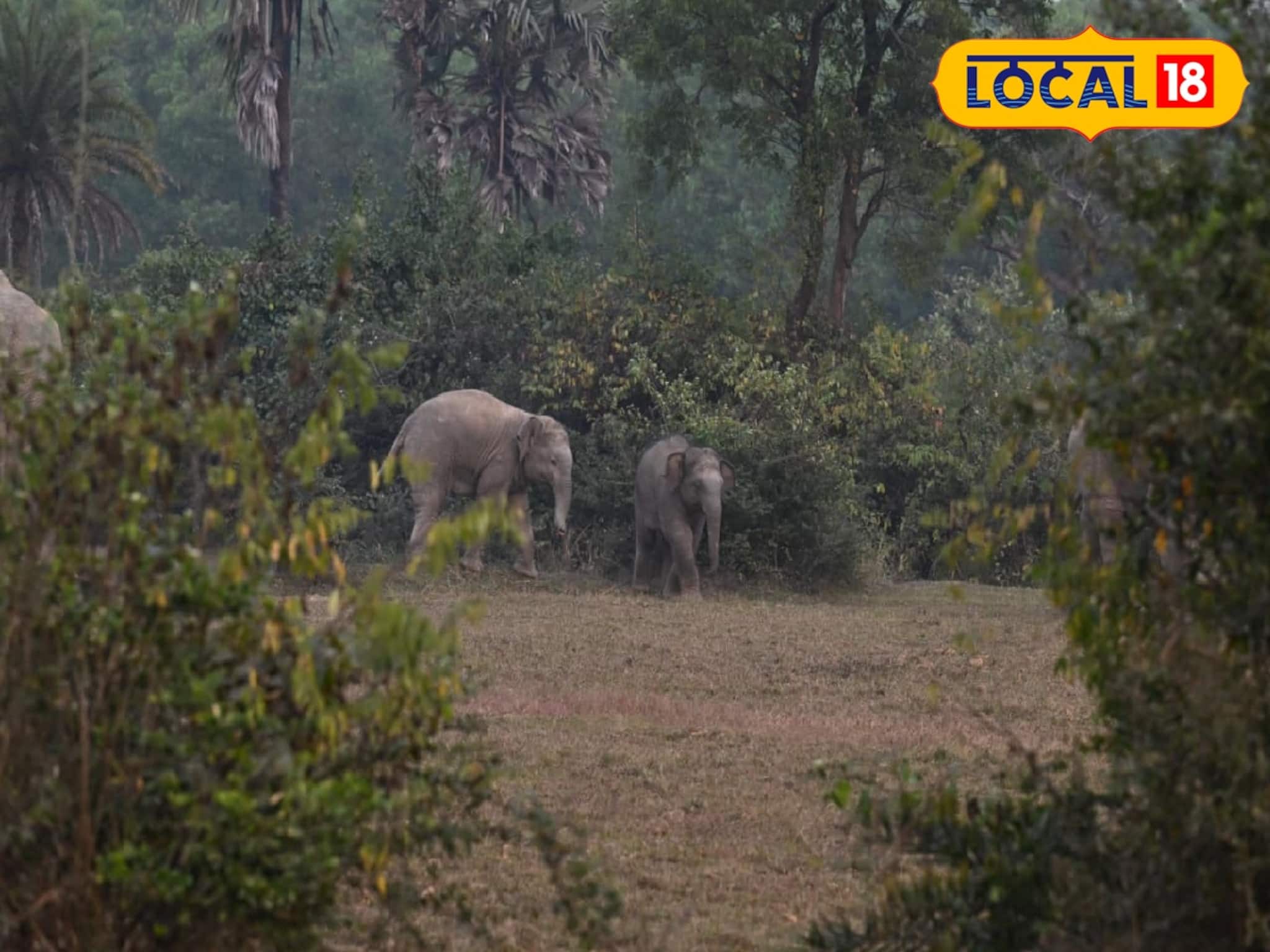 বিরাট স্বস্তি! ৩ শাবক নিয়ে বাঁকুড়া ছাড়ছে দলমার হাতির দল! লক্ষ লক্ষ টাকা ক্ষতিপূরণ ঘোষণা বিরাট স্বস্তি! ৩ শাবক নিয়ে বাঁকুড়া ছাড়ছে দলমার হাতির দল! লক্ষ লক্ষ টাকা ক্ষতিপূরণ ঘোষণা