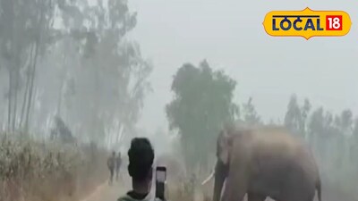 ঝাড়গ্রামে হাতির হানা