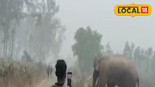 ঝাড়গ্রামে হাতির হানা