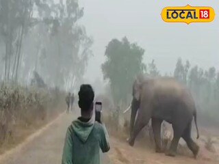 ঝাড়গ্রামে হাতির হানা