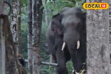 Elephant Viral Video: যুবকদের আড্ডাখানায় হাতির হানা! 'ছেড়ে দে মা কেঁদে বাঁচি' পরিস্থিতি, মুহূর্তে ভাইরাল হল ভিডিও