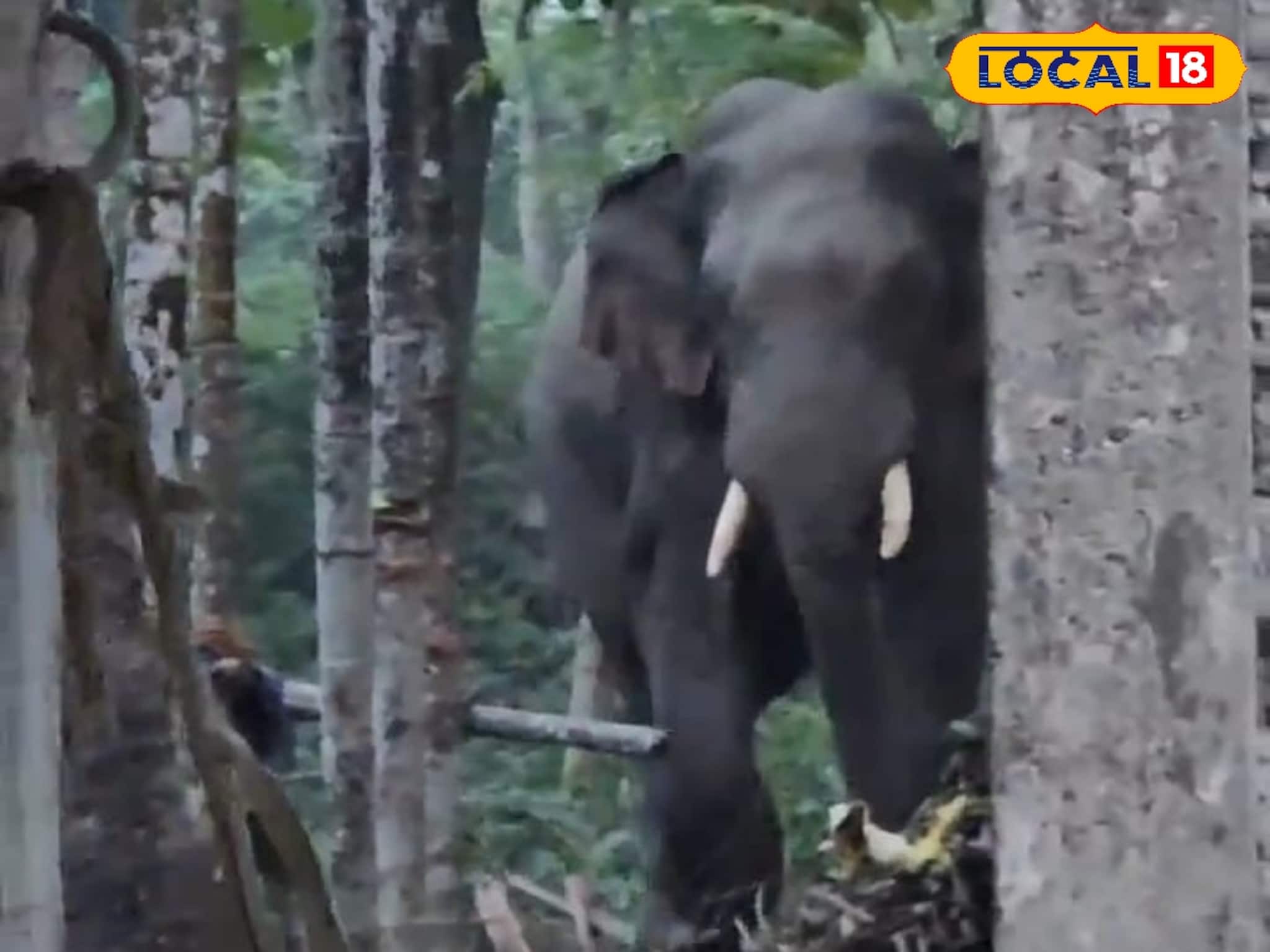 Elephant Viral Video: যুবকদের আড্ডাখানায় হাতির হানা! 'ছেড়ে দে মা কেঁদে বাঁচি' পরিস্থিতি, মুহূর্তে ভাইরাল হল ভিডিও