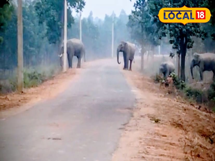 ছোট্ট এই প্রাণগুলোর নিরাপত্তা নিশ্চিত করতেই বন দফতর, পুলিশ, বনকর্মী, জনপ্রতিনিধি—সবাই মাঠে নেমে একযোগে কাজ করছে। বর্তমানে ৩৫টি হাতি রয়েছে বেলিয়াতোড় রেঞ্জে, আর বাকিরা বড়জোড়া রেঞ্জে অবস্থান করছে।