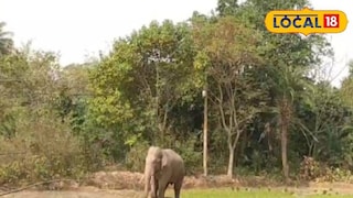 হাতি হাতি