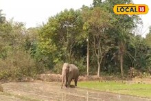 Jhargram News: ব্যাক টু ব্যাক হাতির হানা, সাতসকালেই ঝাড়গ্রামে মর্মান্তিক ঘটনা! ২৪ ঘণ্টায় জঙ্গলমহলে মৃত ২