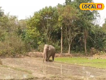 হাতি হাতি