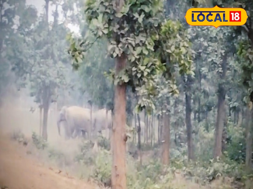 প্রশাসন বলছে, ধান কাটার পরে হাতিদের যাত্রা শুরু হওয়ায় বড় ক্ষতির সম্ভাবনা কম হলেও সতর্কতা জরুরি। হাতির দল দেখতে ভিড় না করা, ভিডিও তুলতে গিয়ে সামনে চলে না যাওয়া, শব্দ না করা—এসবই এখন জীবনরক্ষাকারী আচরণ। কারণ একটু ভুল আচরণ বিপদ ডেকে আনতে পারে মানুষেরও, হাতিরও। আর বিশেষ করে দলে ছোট শাবক থাকায় তাদের অতিরিক্ত চাপ দেওয়া অত্যন্ত ঝুঁকিপূর্ণ।