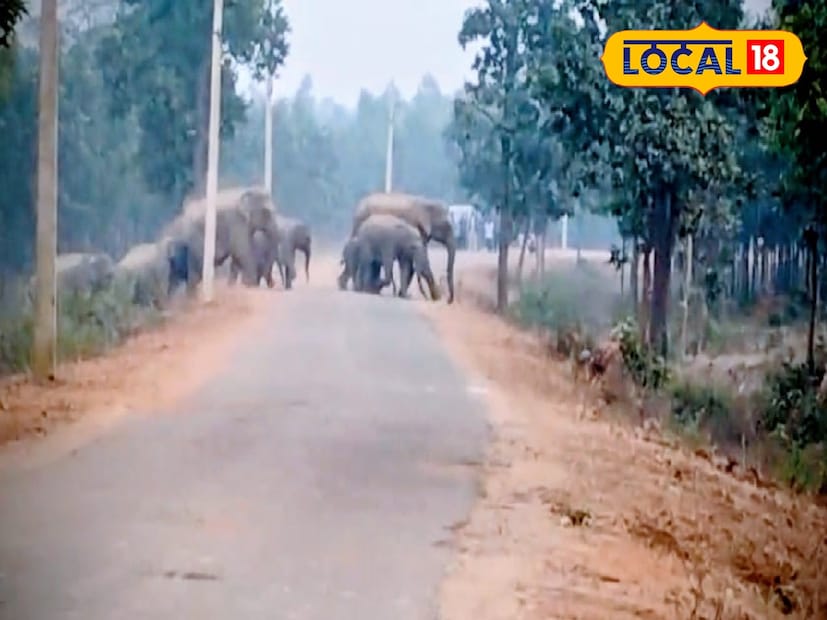 সব মিলিয়ে এখন লক্ষ্য একটাই—এই বিশাল হাতির পরিবারকে নিরাপদে তাদের গন্তব্যে পৌঁছে দেওয়া। বন দফতর আশা করছে, প্রশাসনের ব্যবস্থা, স্থানীয়দের সহযোগিতা এবং সতর্ক আচরণ—সব মিলিয়ে কোনও বিপত্তি ছাড়াই যাত্রা শেষ হবে। আর এই গল্পটায় সবচেয়ে বড় ভূমিকা রাখছে তিনটি ছোট শাবক, যারা পথের প্রতিটি পদক্ষেপকে একটু বেশি সতর্ক, আর একটু বেশি মানবিক করে তুলছে। (ছবি ও তথ্য: নীলাঞ্জন বন্দ্যোপাধ্যায়)
