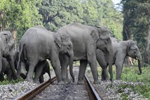Loco Pilot: ট্রেন থামিয়ে শাবকসহ হাতির দলকে রক্ষা করলেন লোকো পাইলট! ট্রেন না আটকে জঙ্গলে মিশে গেল হাতির দলও