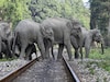 ট্রেন থামিয়ে শাবকসহ হাতির দলকে রক্ষা করলেন লোকো পাইলট!ট্রেন না আটকে জঙ্গলে মিশে গেল সেই দল