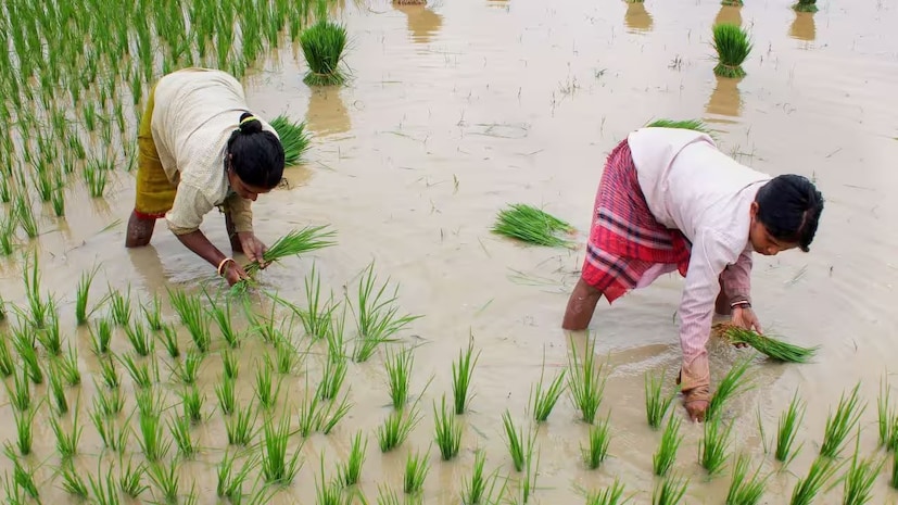 সংশ্লিষ্ট মহলের মতে, সরকারের বিভিন্ন ভর্তুকি ও বীমা সুবিধা পাওয়ায় কৃষকেরা ঝুঁকি নিতে অভ্যস্ত হচ্ছেন। কৃষি দফতরের দাবি, বীমা কাঠামো আরও সহজ এবং স্বচ্ছ করায় কৃষকের আস্থা তৈরি হয়েছে। ফলে ফলনহীনতা, প্রাকৃতিক দুর্যোগ বা বাজারের অনিশ্চয়তায় কৃষকের ক্ষতি অনেকটাই কমবে বলে আশা করা হচ্ছে। গ্রামাঞ্চলে এখন এই নতুন বীমা সুবিধাকে কেন্দ্র করে তৈরি হয়েছে নতুন আশার আলো। (তথ্য-সুরজিৎ দে) 