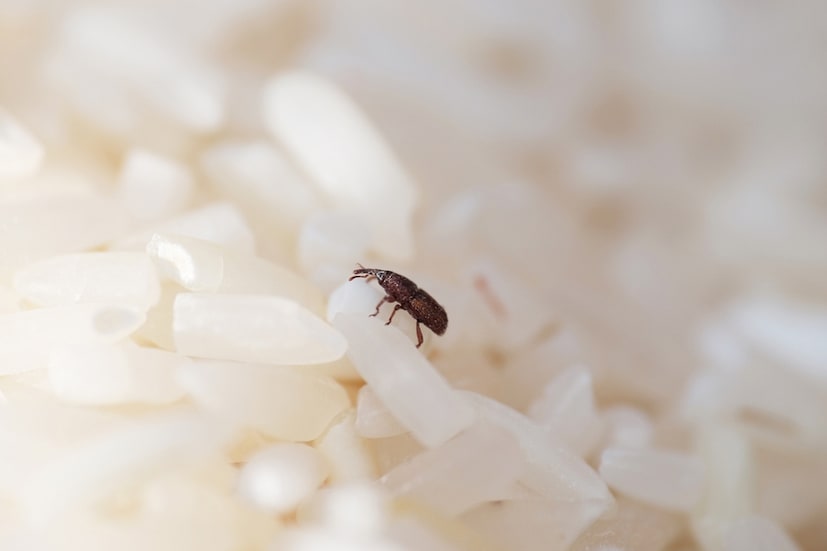 আপনার কিচেনেও নিশ্চই একটুতেই পোকামাকড়ের আক্রমণ বাড়তে থাকে চাল, ডাল বা সুজির কৌটোয়? এই পোকামাকড়, বিশেষ করে ধানের মধ্যে থাকা ছোট ছোট বিড়বিড়ানো পোকা (Sitophilus oryzae), ধানের শীষে ডিম পাড়ে এবং ছড়িয়ে পড়ে চালের মধ্যে। যা চালের সঙ্গেই লুকিয়ে ঢুকে পরে গৃহস্থের রান্নাঘরে।