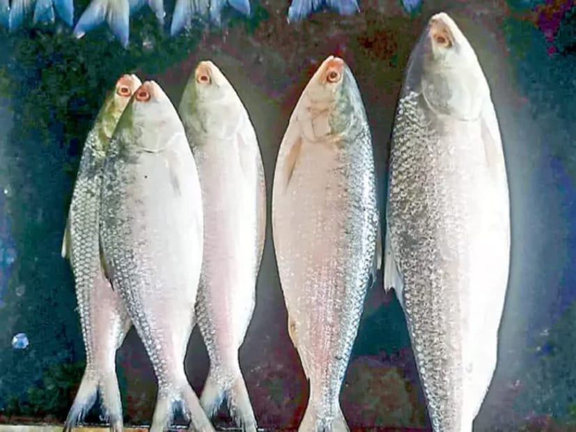 খাদি, মাছ ও মাংস কতদিন ফ্রিজে রাখা যায় এবং কখন তা নষ্ট হয়ে যায়—এ প্রশ্নটি আমাদের সবারই কোনও না কোনও সময়ে মনে এসেছে। খাবার আমাদের স্বাস্থ্যের মূল ভিত্তি। তাই খাবারের পরিচ্ছন্নতা ও স্বাস্থ্যবিধি অত্যন্ত গুরুত্বপূর্ণ। খাদি, মাছ ও মাংস কতদিন ফ্রিজে রাখা যায় এবং কখন তা নষ্ট হয়ে যায়—এ প্রশ্নটি আমাদের সবারই কোনও না কোনও সময়ে মনে এসেছে। খাবার আমাদের স্বাস্থ্যের মূল ভিত্তি। তাই খাবারের পরিচ্ছন্নতা ও স্বাস্থ্যবিধি অত্যন্ত গুরুত্বপূর্ণ।