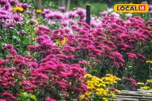 Nadia News: নদিয়ার 'ভ্যালি অফ ফ্লাওয়ার' রানাঘাটের ধানতলা! বিদেশেও রফতানি এখানকার ফুল, তবে এখন বেড়েছে সমস্যা