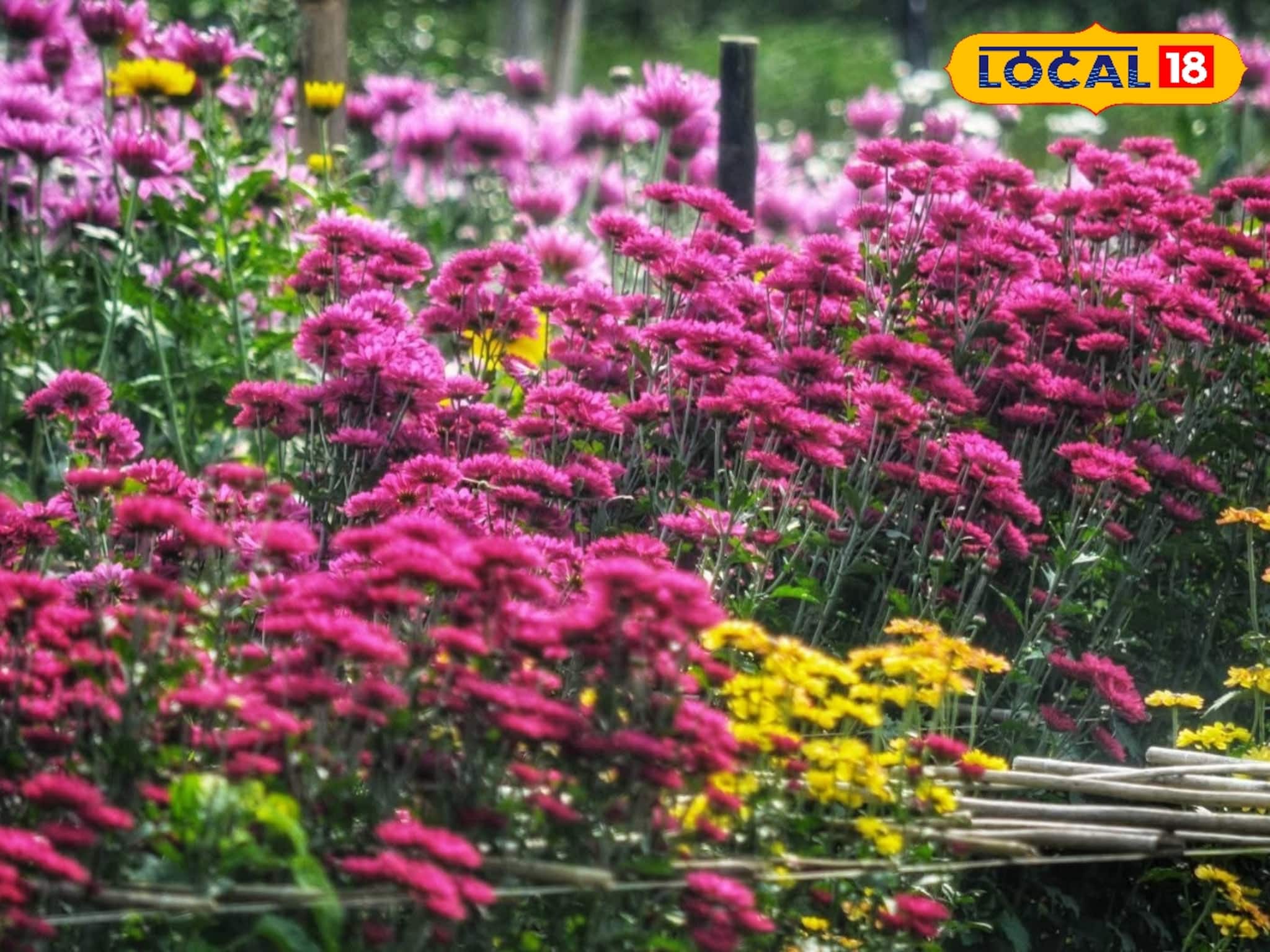 নদিয়ার 'ভ্যালি অফ ফ্লাওয়ার' রানাঘাটের ধানতলা! বিদেশেও রফতানি এখানকার ফুল