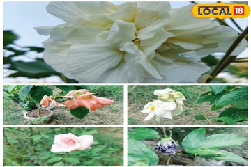 শীতের বাগান,টবে টবে ফুটবে রঙিন ফুল,১০টি নিয়ম মাথায় রাখলেই আপনার হাতে ফলবে জাদু!