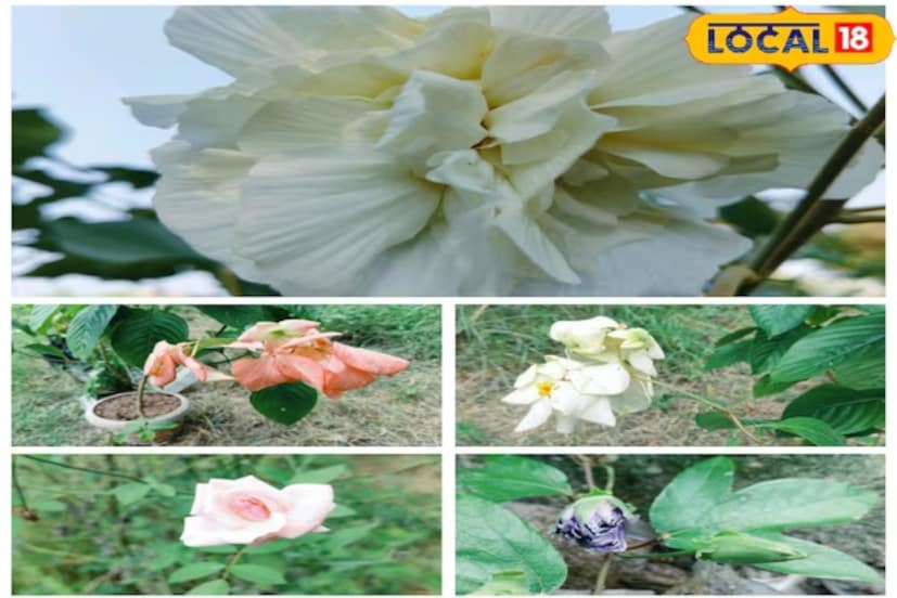 শীতকাল গাছের জন্য সমস্যা নিয়ে আসে। ছোট এবং ফুলের গাছ শুকিয়ে যেতে শুরু করে। কারণ এই সময়ে তাপমাত্রা কমে যায়, গাছের বৃদ্ধি ধীর হয়ে যায় এবং মাটি দ্রুত জমে যায়।