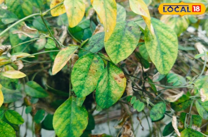 ফলে, গাছপালা জল শোষণ করতে অক্ষম হয়, ফুল ঝরে পড়ে এবং পাতা ঝরে যায়। অতএব, এই ঋতুতে তাদের যত্নের জন্য কিছুটা ভিন্ন পদ্ধতির প্রয়োজন।