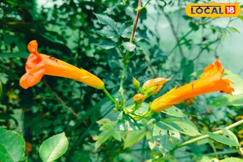 তীব্র ঠান্ডা বাতাস বা তুষারপাত দ্রুত গাছপালার ক্ষতি করতে পারে। যেসব গাছপালা রাতে ঘরের ভেতরে বা বারান্দায় অতিরিক্ত ঠান্ডা সহ্য করতে পারে না, সেগুলো রাখতে হবে। মানি প্ল্যান্ট, স্নেক প্ল্যান্ট, অ্যালোভেরা, জেড প্ল্যান্ট এবং ছোট শোভাময় গাছগুলিকে অতিরিক্ত ঠান্ডা থেকে রক্ষা করা বিশেষভাবে গুরুত্বপূর্ণ। টবের নিচে কাঠ বা ইটের সাপোর্ট রাখলে মাটির তাপমাত্রা কিছুটা উষ্ণ থাকে।