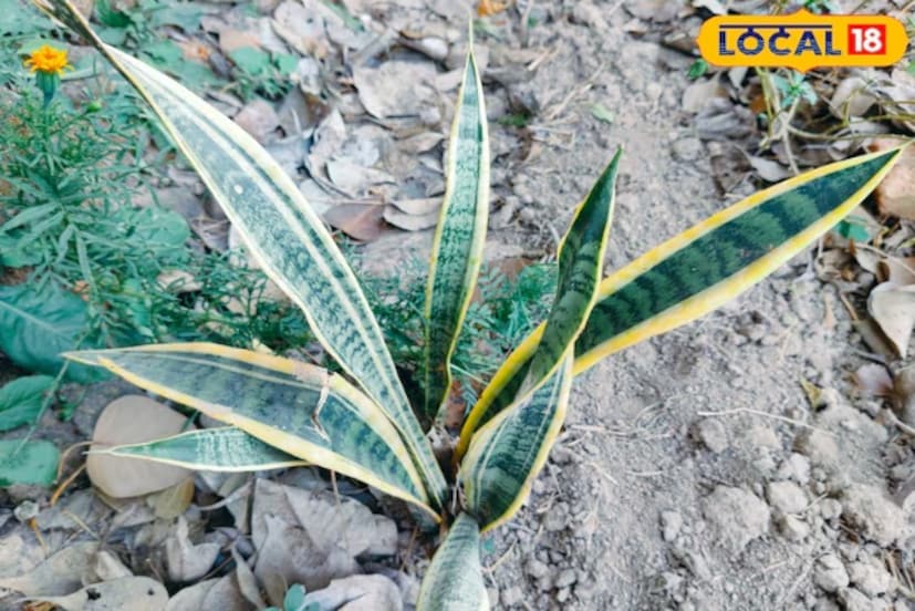 গোলাপ, গাঁদা, ডেইজি এবং প্যাচৌলির মতো মরশুমি ফুল শীতকালে প্রচুর পরিমাণে ফোটে, তবে তাদের জন্য বেশি সূর্যালোক এবং হালকা সার প্রয়োজন হয়। প্রতি ১৫ থেকে ২০ দিন অন্তর ভার্মিকম্পোস্ট বা সরষের কেক দিয়ে জল দিতে হবে।