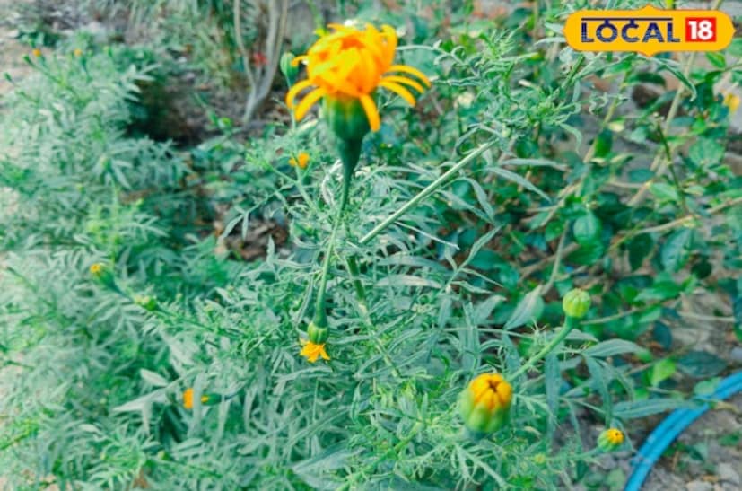 শীতকালে উদ্ভিদের সবচেয়ে বেশি সূর্যালোকের প্রয়োজন হয়। সূর্যালোকের অভাব গাছগুলিকে দুর্বল করে দেয় এবং তাদের পাতায় হালকা দাগ তৈরি করে। অতএব, প্রতিটি গাছ প্রতিদিন কমপক্ষে ৩ থেকে ৪ ঘণ্টা সরাসরি সূর্যালোক পায় তা নিশ্চিত করার চেষ্টা করতে হবে। প্রতিটি গাছ সমানভাবে সূর্যালোক পায় তা নিশ্চিত করার জন্য বারান্দা বা বারান্দায় টবগুলি পুনরায় স্থাপন করতে হবে।