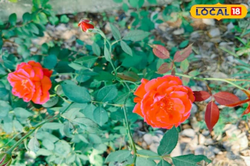 ঠান্ডা থেকে ফুল গাছগুলিকে রক্ষা করার জন্য মালচিং অপরিহার্য। মালচিংয়ের মধ্যে গাছের শিকড়ে কাঠের টুকরো বা কোকোপিট যোগ করা অন্তর্ভুক্ত। এটি শিকড়ের মধ্যে পর্যাপ্ত উষ্ণতা নিশ্চিত করে, দ্রুত নষ্ট হওয়া থেকে রক্ষা করে।