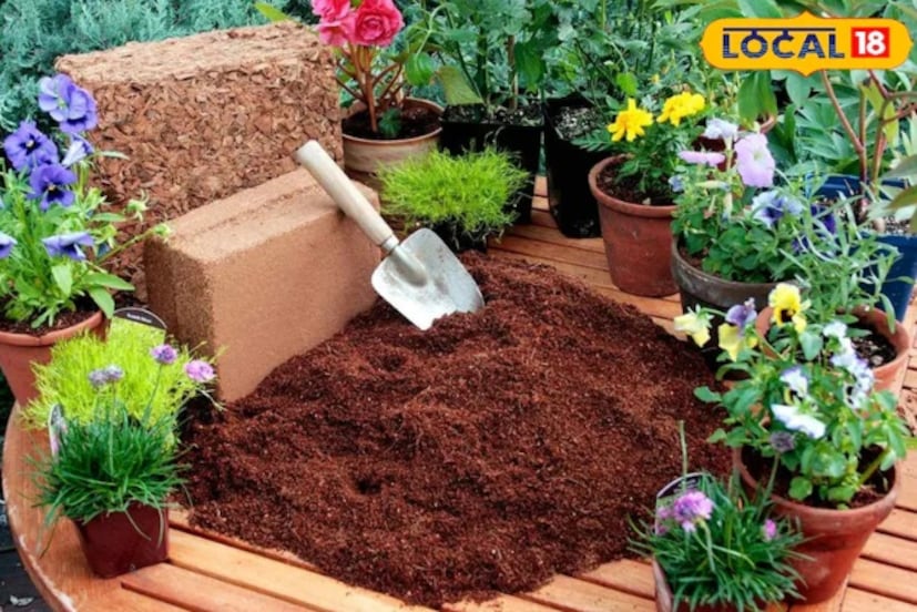 শীতকালে আবহাওয়া প্রায়শই আর্দ্র থাকে। অতএব, গাছগুলিকে কেবল তখনই জল দিতে হবে যখন তাদের চারপাশের মাটির স্তর ২-৩ ইঞ্চি শুষ্ক থাকে। এটি আঙুল দিয়ে পরীক্ষা করা যেতে পারে। অতিরিক্ত জল দেওয়ার ফলে মাটি আর্দ্র থাকে এবং শিকড় পচে যেতে পারে। অতএব, মাটির উপরের স্তরটি শুষ্ক বোধ করলেই কেবল জল দিতে হবে। 