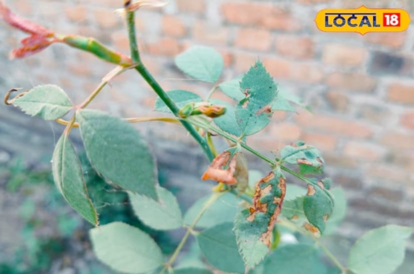 শীতকালে সূর্যের আলোও কম আসে, যা ছত্রাক এবং গাছের ক্ষতি করতে পারে। ক্ষতিগ্রস্ত ডালপালা এবং মৃত গাছপালা ছাঁটাই করতে হবে। একই সঙ্গে গাছে কীটনাশকও ব্যবহার করা যেতে পারে।