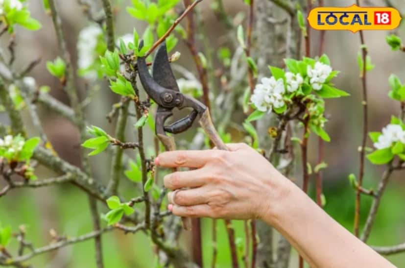 মানি প্ল্যান্ট, স্নেক প্ল্যান্ট, অ্যালোভেরা, জেড প্ল্যান্ট এবং ছোট শোভাময় গাছগুলিকে অতিরিক্ত ঠান্ডা থেকে রক্ষা করা বিশেষভাবে গুরুত্বপূর্ণ। টবের নিচে কাঠ বা ইটের সাপোর্ট রাখলে মাটির তাপমাত্রা কিছুটা উষ্ণ থাকে।