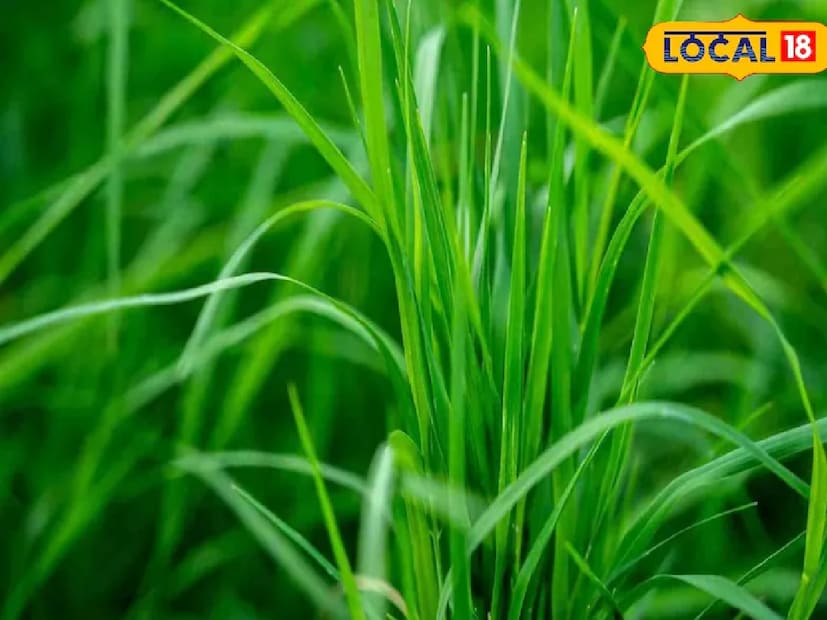 বুধ গ্রহকে বুদ্ধিমত্তা এবং কথা বলার ক্ষমতার কারক হিসেবে বিবেচনা করা হয়। তাই, বুধবার ঘাস রাখলে মন তীক্ষ্ণ হয় এবং সঠিক সিদ্ধান্ত নেওয়ার ক্ষমতা উন্নত হয় বলে বিশ্বাস করা হয়। এই প্রতিকারটি শিক্ষার্থীদের জন্যও উপকারী বলে মনে করা হয়।