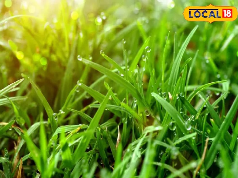 বলা হয় যে বাড়ির উত্তর দিকে সবুজ ঘাস রাখলে লাভ বৃদ্ধি পায়। উত্তর দিককে শুভ বলে মনে করা হয়, তাই সেখানে রাখা জিনিসপত্রের ইতিবাচক প্রভাব পড়ে। এটি দৈনন্দিন ঝামেলা কমায় এবং মনকে শক্তিশালী করে।