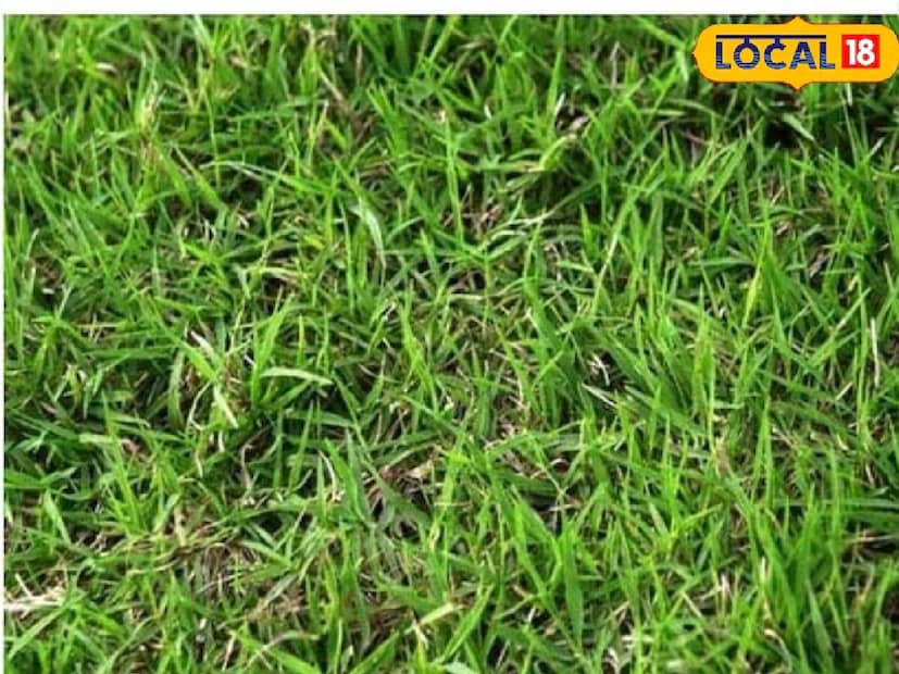 ধর্মীয় বিশ্বাস অনুসারে বুধবার ঘরে তাজা সবুজ ঘাস রাখলে প্রশান্তিদায়ক পরিবেশ তৈরি হয়। বিশ্বাস করা হয় যে, এটি পরিবারে সুখ আনে এবং আর্থিক অসুবিধা দূর করে। তাই এই ছোট ব্যবস্থাটি গ্রহণ করতে দেখা যায়।