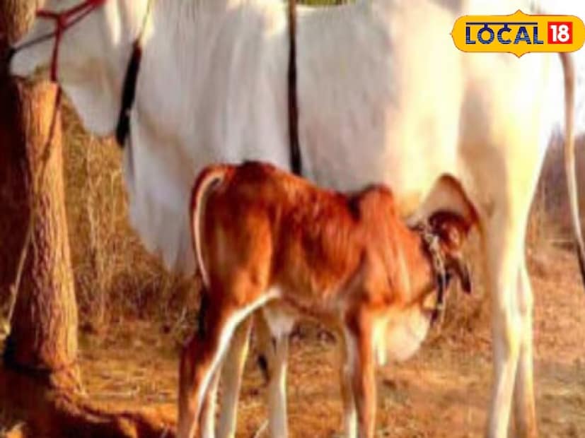 দূর্বা ঘাসকে শুভ বলে মনে করা হয় এবং অনেকে গরুকে খাওয়ানোও ভাল বলে মনে করে। বিশ্বাস করা হয় যে এটি বাড়িতে সমৃদ্ধি বৃদ্ধি করে এবং মানসিক শান্তি নিয়ে আসে। এমনকি এই ছোট পদক্ষেপ মানুষের জন্য দেবী লক্ষ্মীর আশীর্বাদ এবং সেই সূত্র ধরে ধনসম্পদ বয়ে আনে।