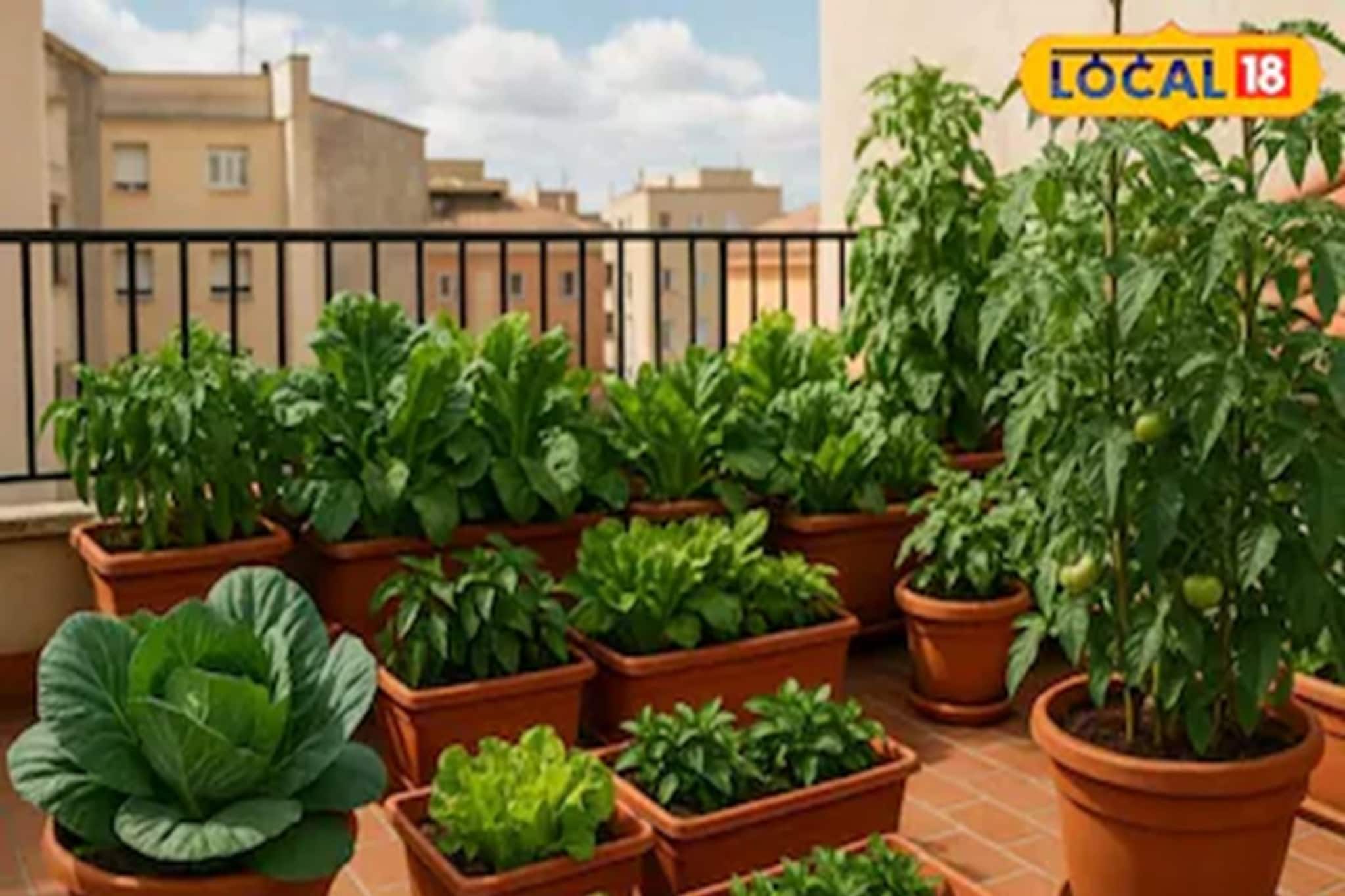 কাঁচালঙ্কা থেকে মটরশুটি, দেখে নিন কম খরচে টবে চাষের উপায়, স্বাদ আর স্বাস্থ্য দুইয়েরই জোয়ার কাঁচালঙ্কা থেকে মটরশুটি, দেখে নিন কম খরচে টবে চাষের উপায়, স্বাদ আর স্বাস্থ্য দুইয়েরই জোয়ার