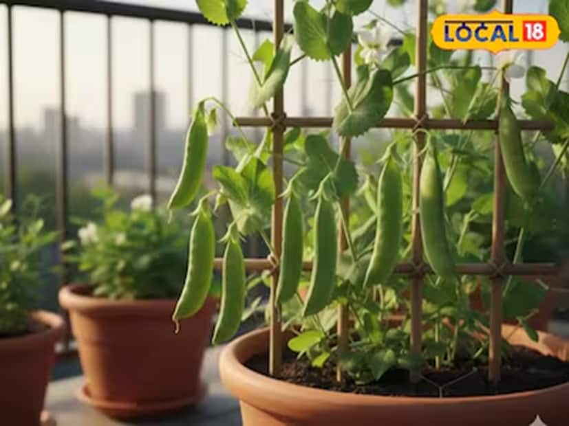 শীতকালে মটরশুটি চাষ করাও খুব সহজ। বিশেষজ্ঞরা বলছেন যে তারা শীতকালে ভালভাবে বেড়ে ওঠে। ঋতু যত ঠান্ডা হয়, তত বেশি ফুল ফোটে এবং ফল ধরে। এগুলো সহজেই ঘরে চাষ করা যায়।চবে মাটিতে ১ ইঞ্চি গভীরে বীজ বপন করতে হবে। রোপণের পর নিয়মিত জল দিতে হবে। ফল প্রায় ৫০ দিনের মধ্যে প্রস্তুত হয়ে যায়।