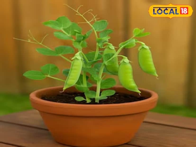 ধনেপাতা রোপণ করা সবচেয়ে সহজ। একটি পাত্রে মাটি প্রস্তুত করতে হবে এবং বীজ বপন করতে হবে। ধনেপাতা প্রায় ১৫ দিনের মধ্যে অঙ্কুরিত হবে। শীতকালে ধনেপাতা রোপণ করা খুব সহজ। তাহলে আর বাজার থেকে ধনেপাতা কিনতে হবে না।