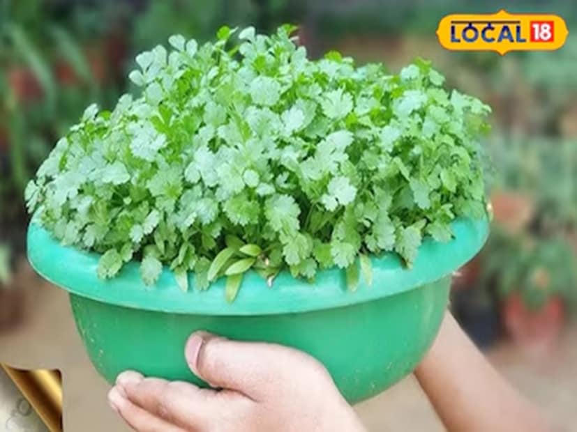 যে কোনও সময় একটি পাত্রে সবুজ কাঁচালঙ্কা চাষ করা যেতে পারে, তবে শীতকাল হল কাঁচালঙ্কার জন্য সবচেয়ে আদর্শ ঋতু। লঙ্কা শীতকালে ভালভাবে জন্মায়।