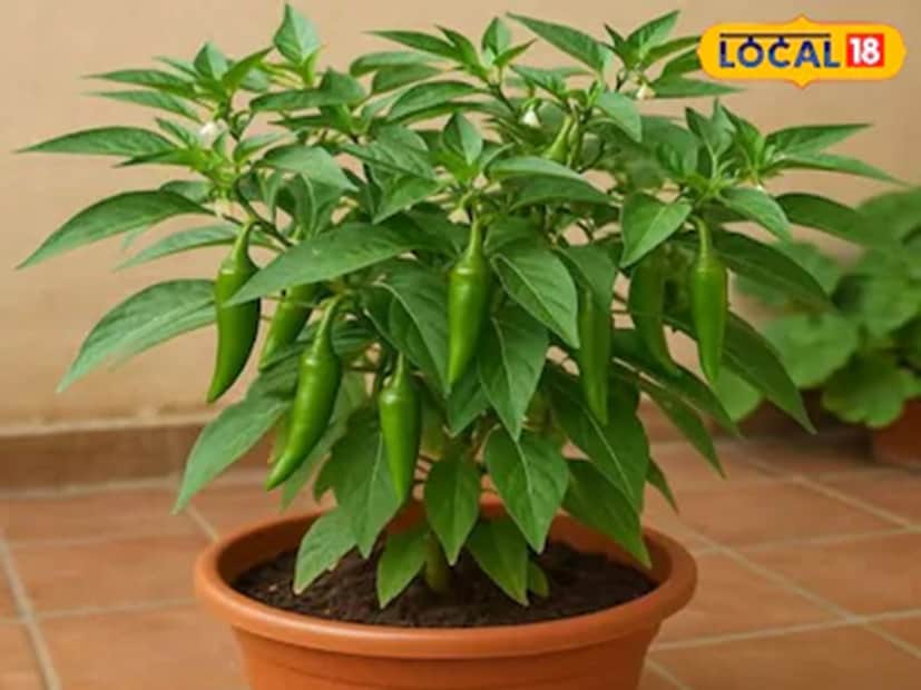 তালিকায় আছে পুদিনা পাতাও। পুদিনা রোপণ করতে প্রথমে একটি প্রশস্ত পাত্র নিতে হবে এবং উর্বর মাটি দিয়ে পূরণ করতে হবে। এখন একটি তাজা পুদিনা ডাল নিয়ে এটি ২ থেকে ৩ সেমি মাটির গভীরে প্রবেশ করাতে হবে। জল দেওয়ার পরে হালকা রোদে রাখতে হবে।