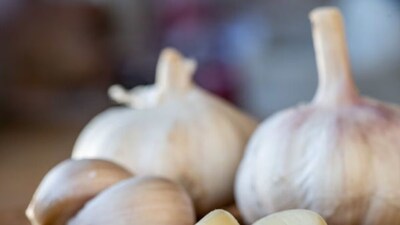 শীতকালে শরীরকে ভেতর থেকে গরম রাখতে গরম প্রকৃতির খাবার খাওয়া উচিত। যেমন রসুন। হ্যাঁ, রসুন একটি প্রাকৃতিক ভেষজ যা গরম প্রকৃতির। 