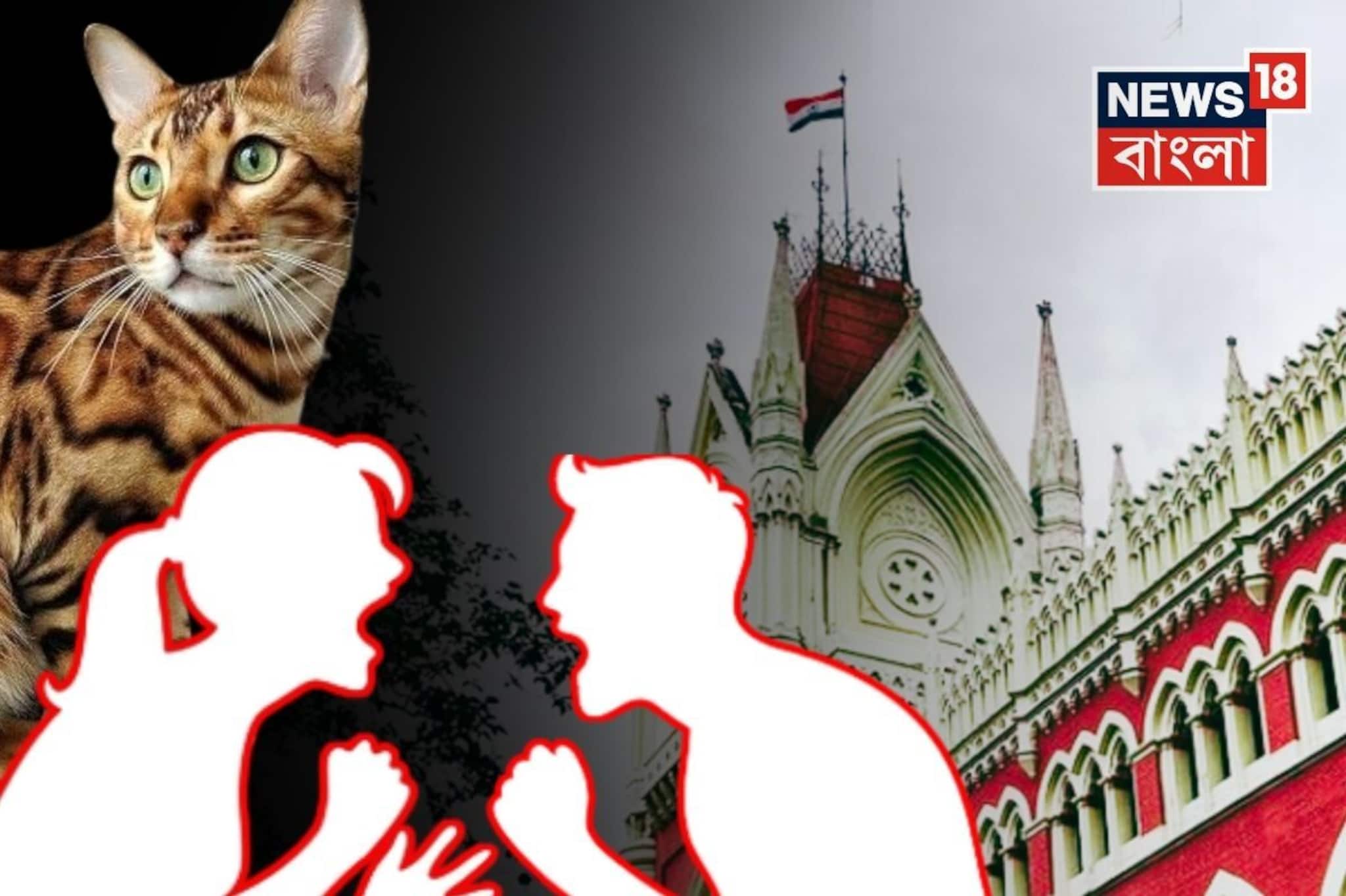 ৮৫ বছরের স্বামীর বধূ নির্যাতন! মামলা খারিজ হাইকোর্টের! বাড়িতে বিড়াল রাখা নিয়েই যত সমস্যা ৮৫ বছরের স্বামীর বধূ নির্যাতন! মামলা খারিজ হাইকোর্টের! বাড়িতে বিড়াল রাখা নিয়েই যত সমস্যা