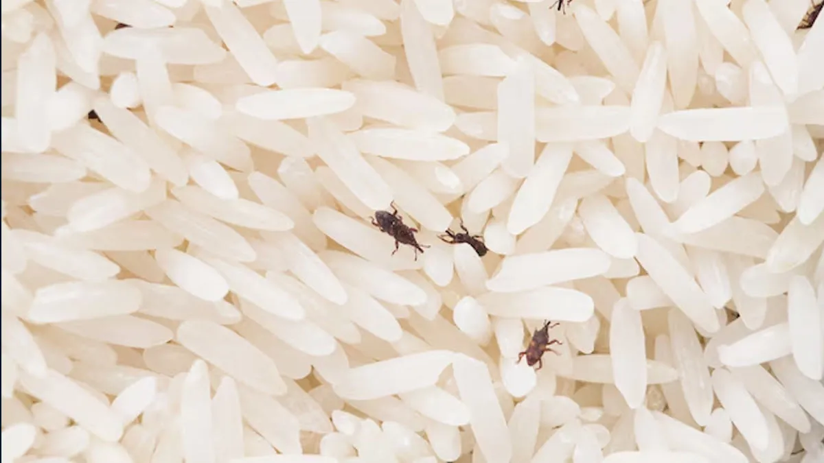 সাম্প্রতিক কৃষি গবেষণা অনুসারে, ভারতে প্রতি বছর ১০ শতাংশ চাল নষ্টের জন্য এই পোকামাকড় দায়ী। যারা পুরনো চাল কেনেন তাঁদের ক্ষেত্রে এই সমস্যা আরও তীব্র। তবে, সিলিকা জেলের মতো ডেসিক্যান্ট কার্যকরী ভাবে আর্দ্রতা কমায় এবং পোকামাকড়ের বৃদ্ধি ৯০ শতাংশ পর্যন্ত রোধ করে।