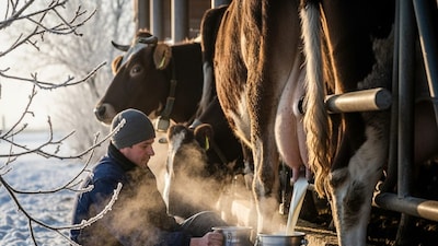 Severe Cold Hits Cattle: 8 Tips to Maintain Milk Production