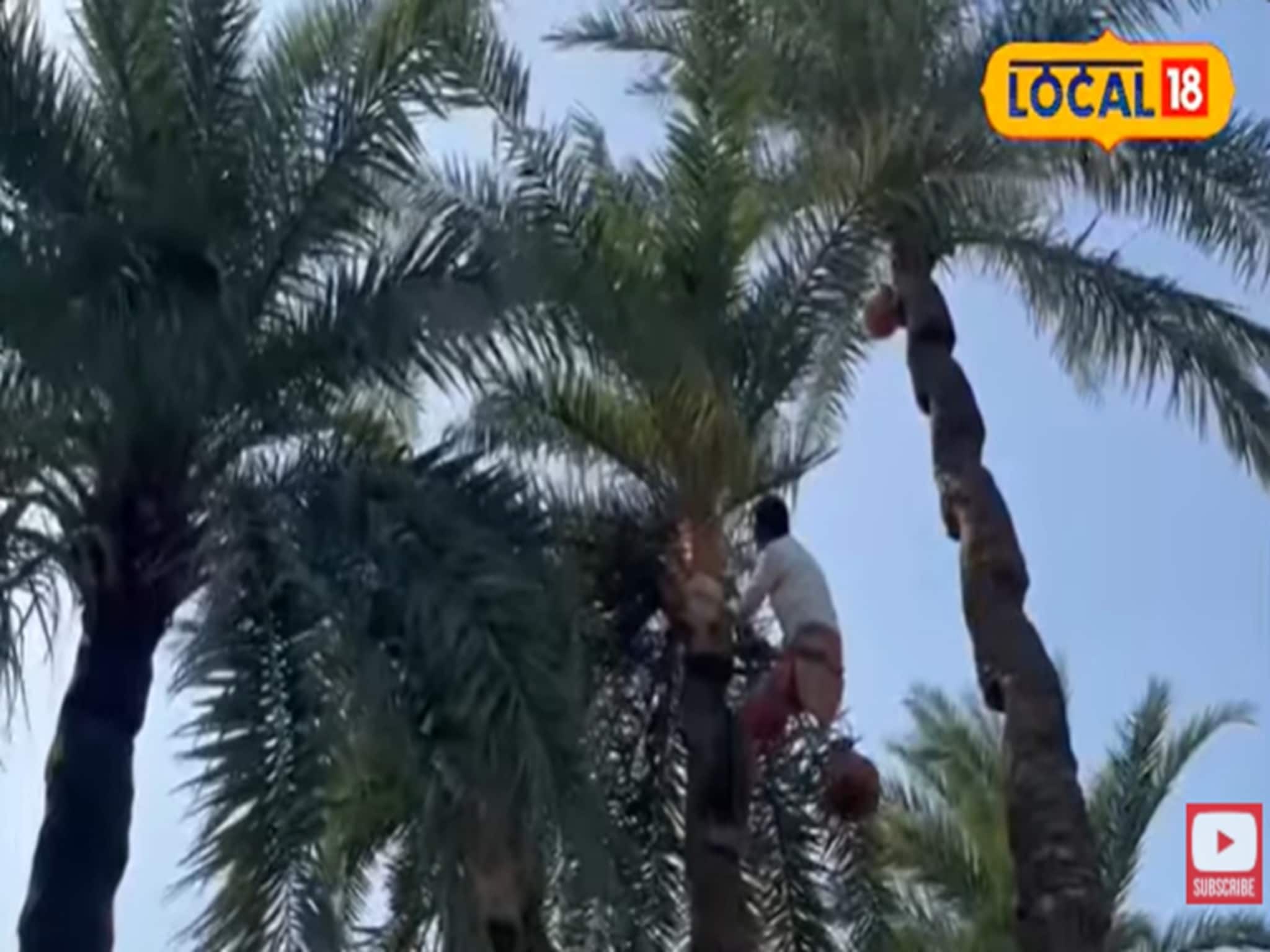 সবচেয়ে সুস্বাদু জিরেন কাঠের গুড় খেয়ে দেখুন, একবার খেলে জিভে লেগে থাকবে স্বাদ