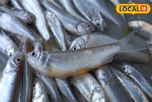 Jalpaiguri News: বিষাক্ত মাছ ঘুরছে উত্তরবঙ্গের বাজারে! বেশি লাভের আশায় সর্বনাশ করছে জেলেরা! ধরা পড়লে কঠিন শাস্তি