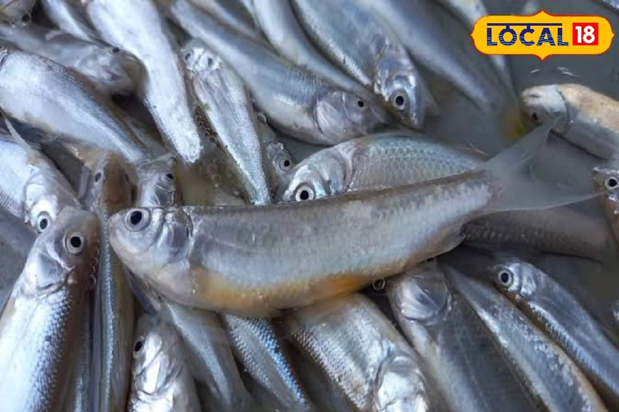 বিষাক্ত মাছ ঘুরছে উত্তরবঙ্গের বাজারে, বেশি লাভের আশায় সর্বনাশ করছে জেলেরা! কড়া প্রশাসন বিষাক্ত মাছ ঘুরছে উত্তরবঙ্গের বাজারে, বেশি লাভের আশায় সর্বনাশ করছে জেলেরা! কড়া প্রশাসন