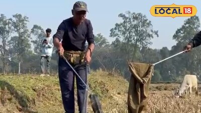 কিং কোবরা 