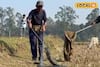 বাড়ির উঠোনে ফোঁস ফোঁস শব্দ, ডুয়ার্সে লোকালয় থেকে উদ্ধার ১২ ফুটের বিশাল কিং কোবরা