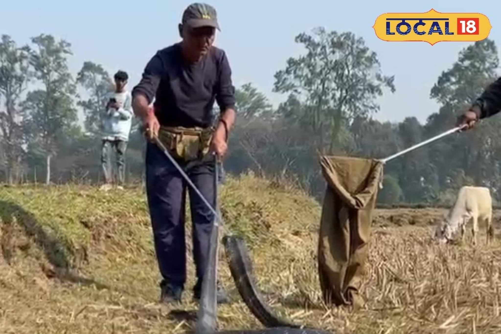 বাড়ির উঠোনে ফোঁস ফোঁস শব্দ, ডুয়ার্সে লোকালয় থেকে উদ্ধার ১২ ফুটের বিশাল কিং কোবরা